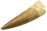 Fossil Spinosaurus Tooth - Real Dinosaur Tooth #364220-1